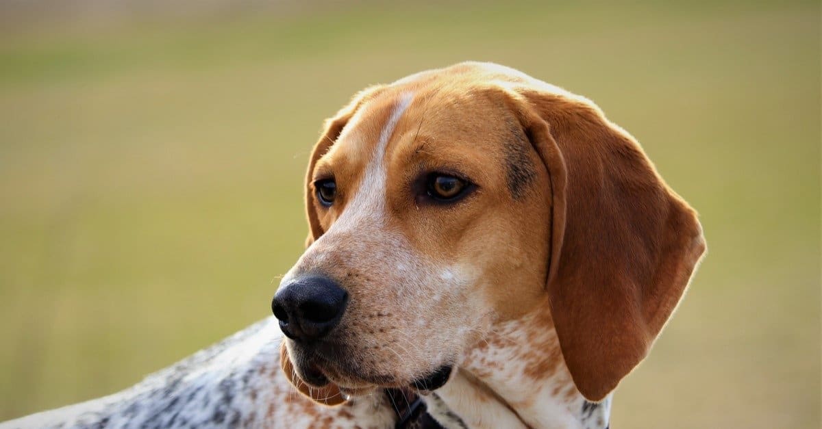 Coonhound americano