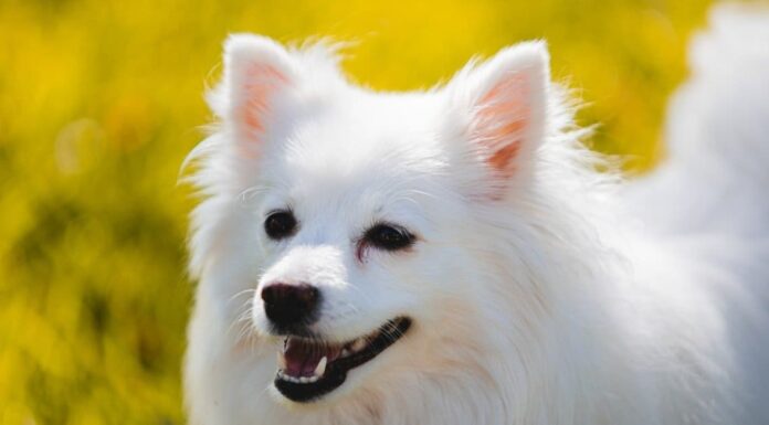 Cane eschimese americano
