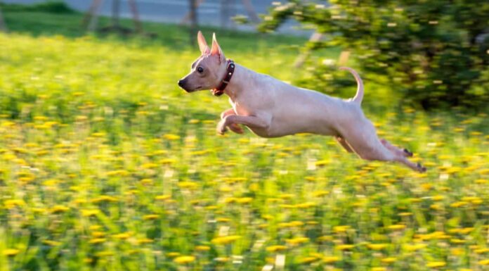 Terrier glabro americano
