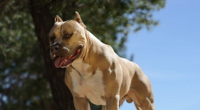 Pitbull terrier americano
