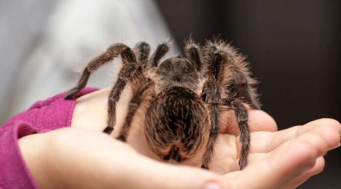 Muta della tarantola: perché lo fanno e quanto spesso le tarantole perdono la pelle
