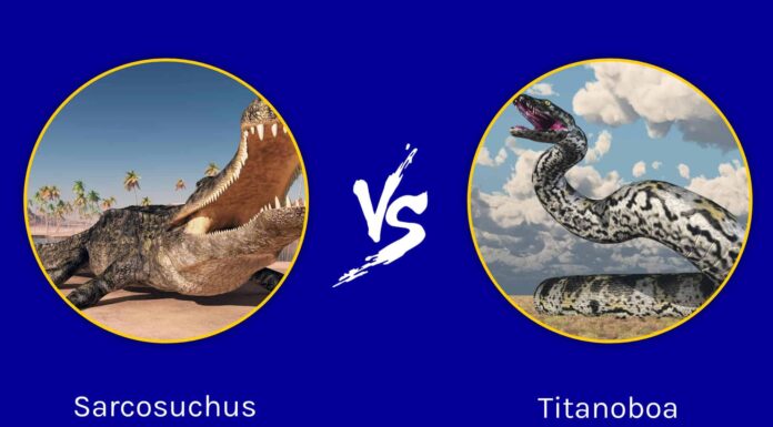 Battaglie epiche: il coccodrillo più grande di sempre contro il serpente più grande 
