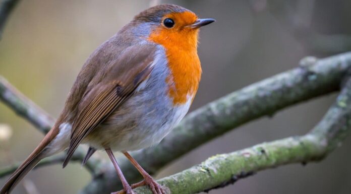 Dove vanno i pettirossi in inverno?
