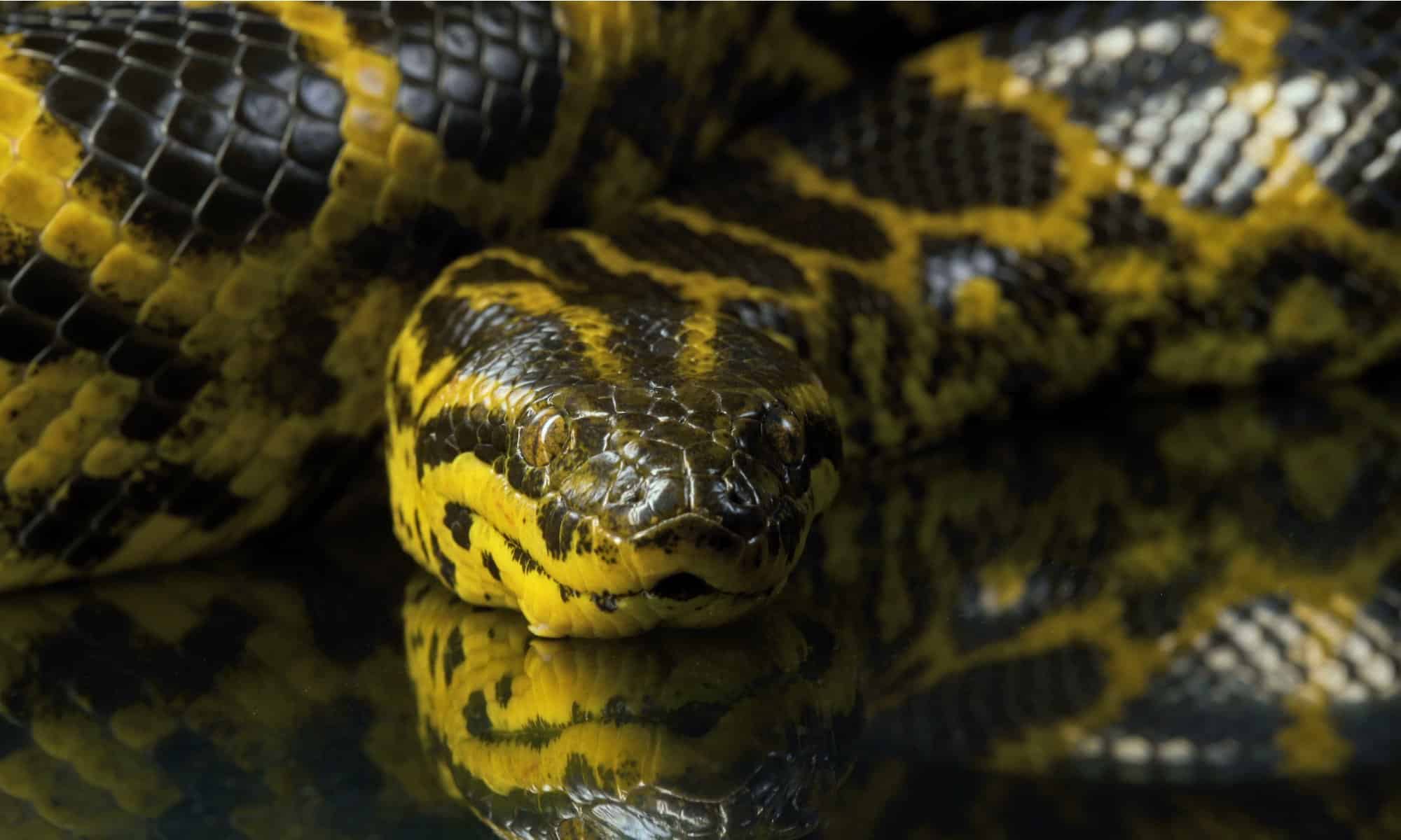 Anaconda