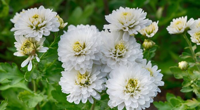 10 migliori fiori annuali all'aperto
