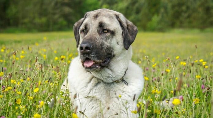 Cane da pastore dell'Anatolia

