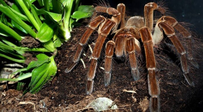 Amazing Rainforest Animal: Goliath Bird Eating Spider