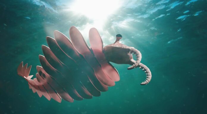 Anomalocaris
