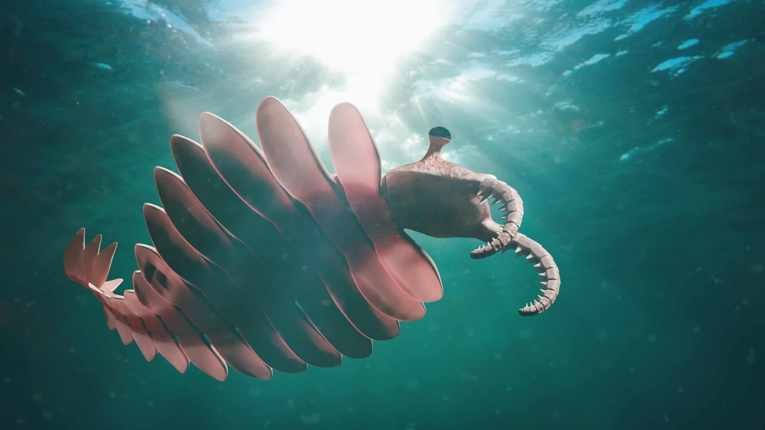Anomalocaris