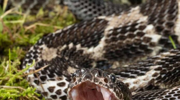 Timber rattlesnake on rock.