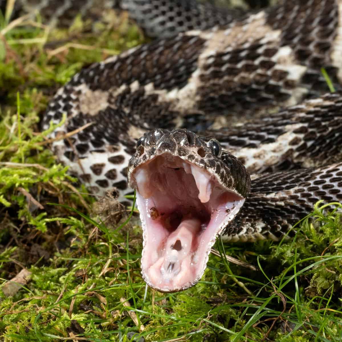 Timber rattlesnake on rock.