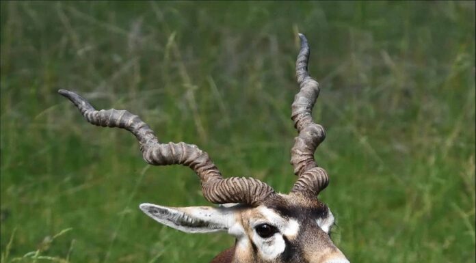 Antilope
