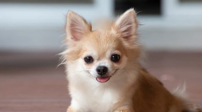 Chihuahua testa di mela
