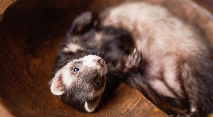 I 10 furetti più carini del mondo
