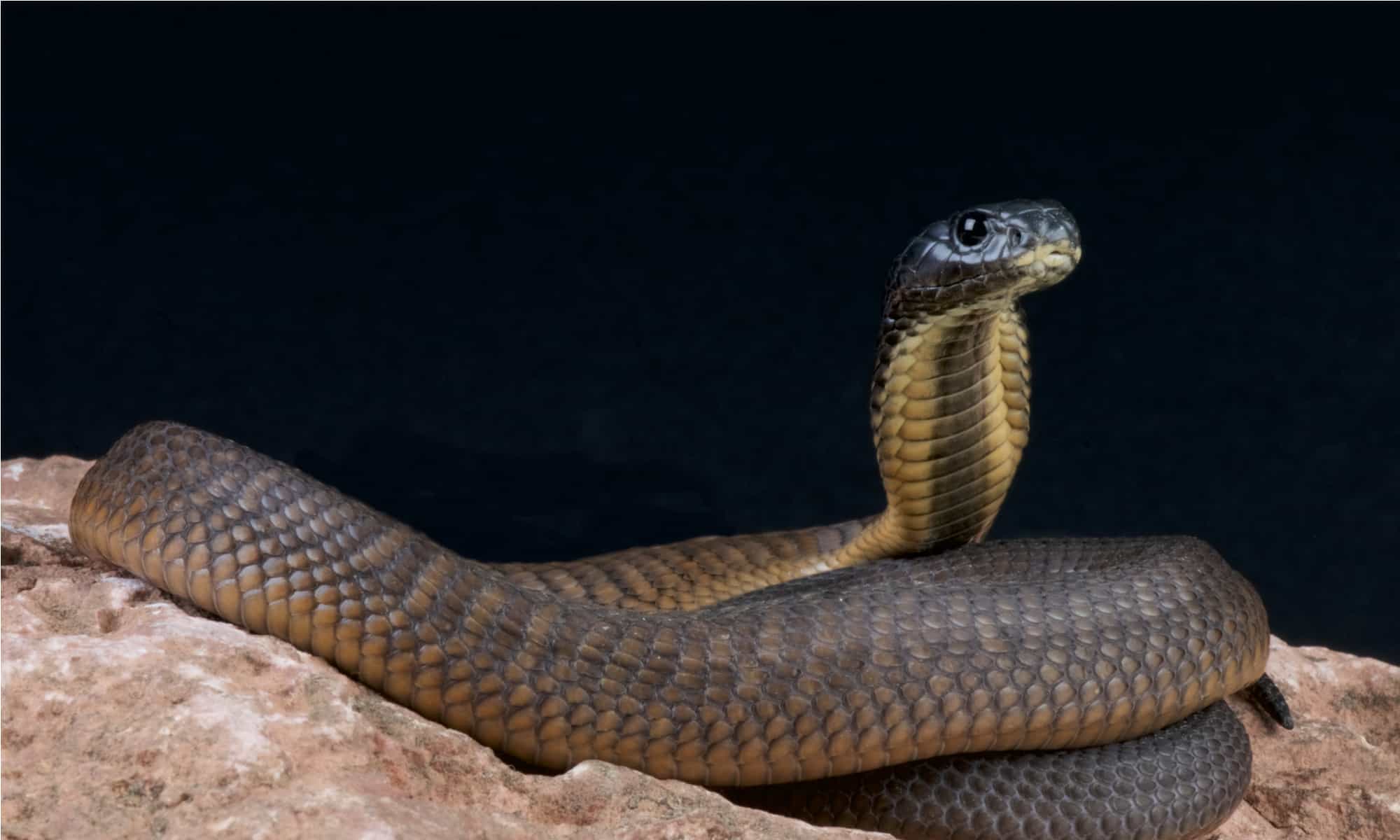 The Arabian cobra has a triangular head and round, dark eyes.
