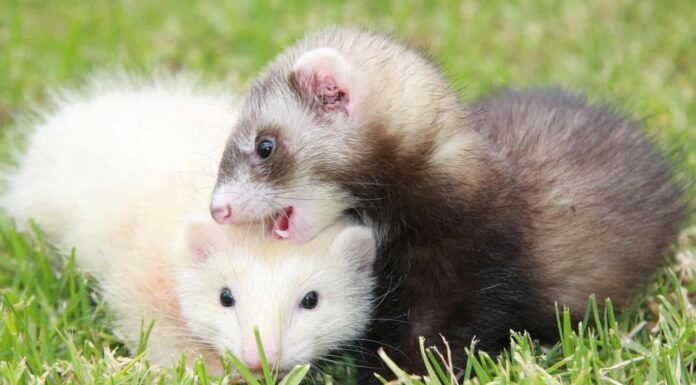 Colori del furetto: una guida ai colori e ai modelli del furetto
