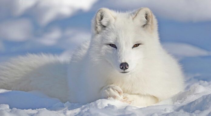 Volpe artica
