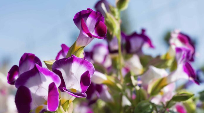 10 piccoli fiori annuali: Sweet Garden Treasures
