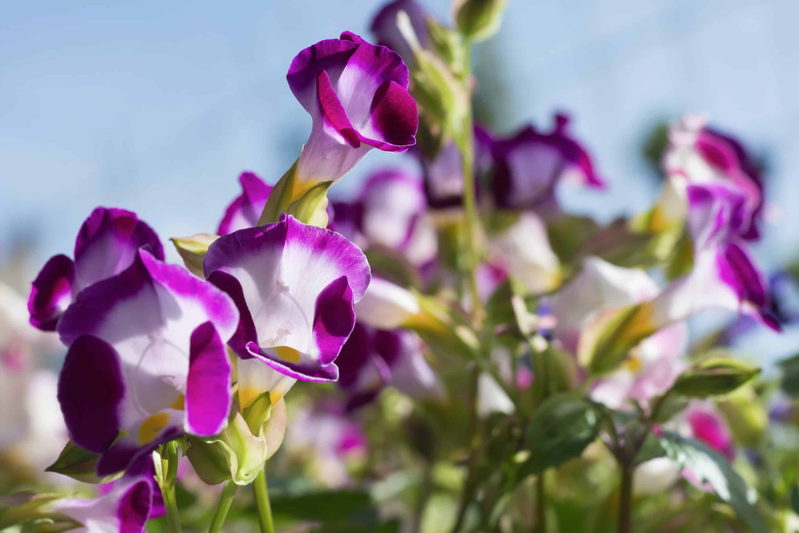 10 piccoli fiori annuali: Sweet Garden Treasures