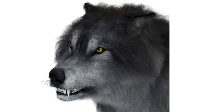 Scopri 3 specie di lupi estinti
