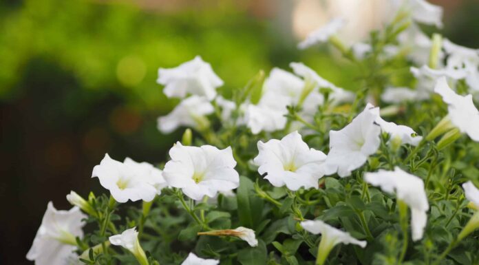 10 fiori annuali bianchi: eleganza da giardino
