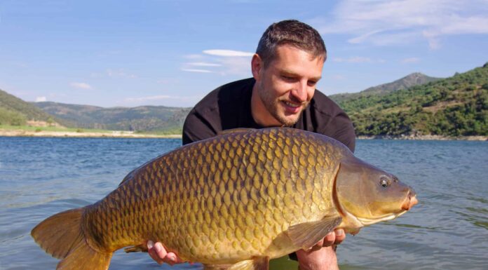  mostri marini!  I 10 pesci trofei più grandi mai catturati in West Virginia

