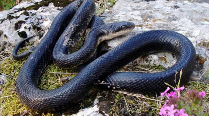 A The 7 Best Snake Guard Chaps You Can Buy Today