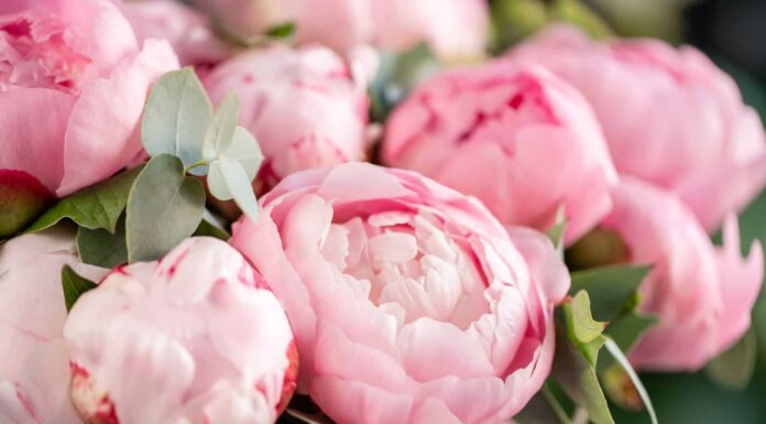 8 Fiori perenni a bassa manutenzione
