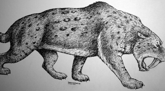 Saber-toothed tiger