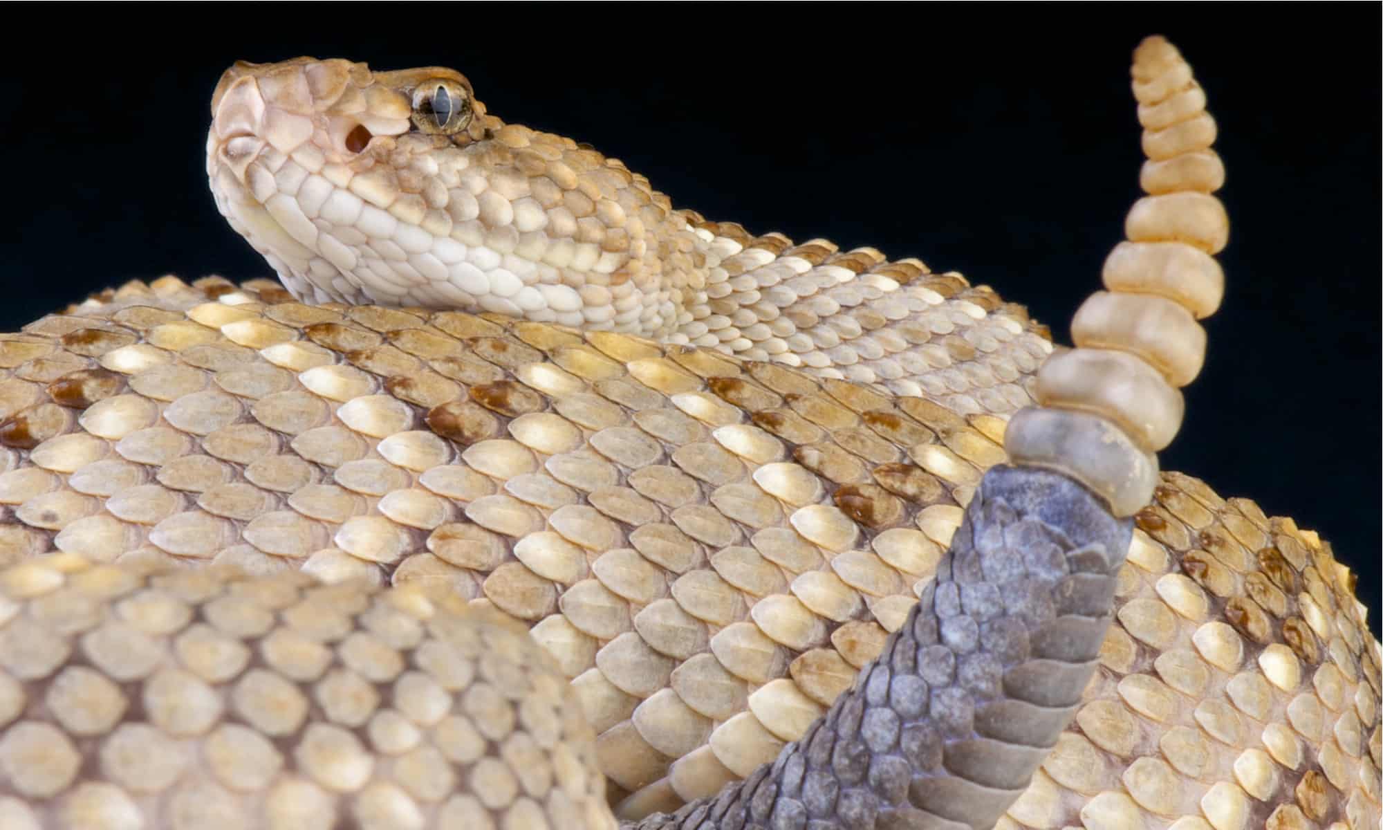 Aruba rattlesnake on sand