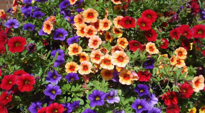 7 Fiori annuali a bassa manutenzione
