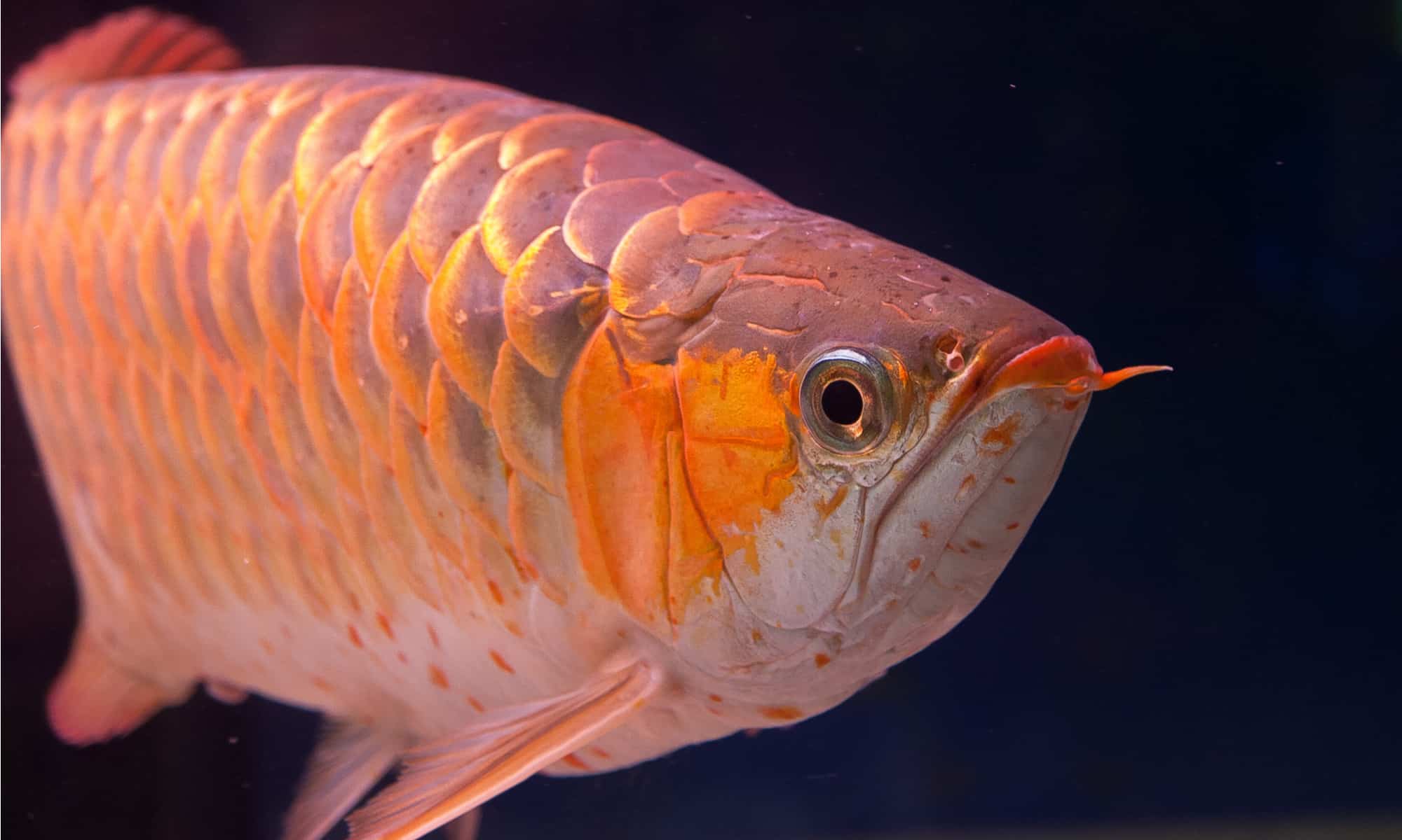 Arowana asiatica