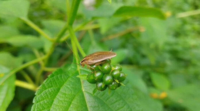 Scarafaggio asiatico
