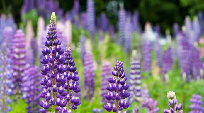 4 fiori annuali alti
