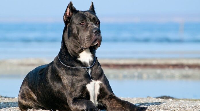 Denti di Cane Corso: tutto quello che c'è da sapere
