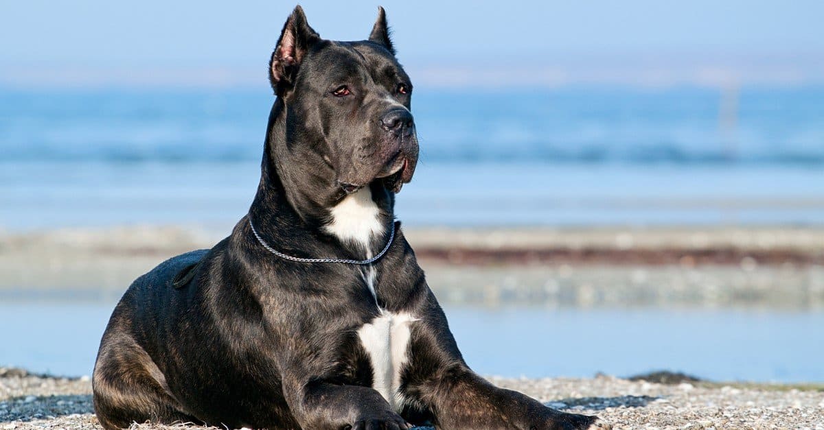 Denti di Cane Corso: tutto quello che c'è da sapere