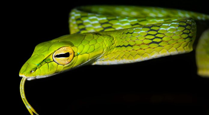 Serpente di vite asiatico
