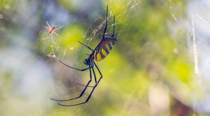 The Joro Spider Invasion si dirige verso la costa orientale e non mostra segni di arresto
