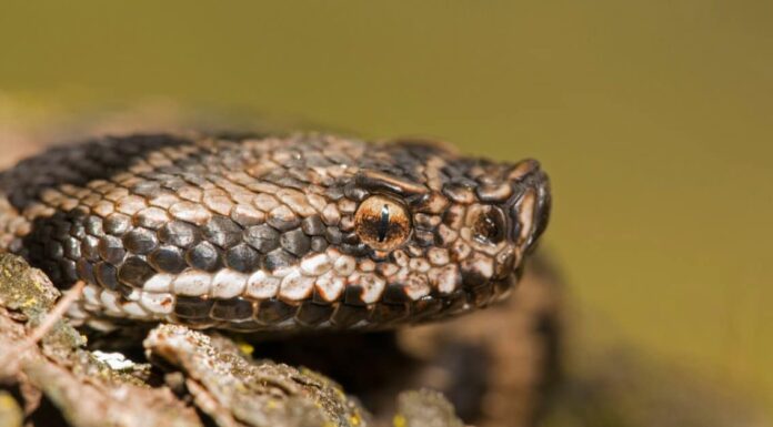 Asp viper (Vipera aspis) on a rock, Liguria, Italy. Males are usually gray with a slight zig-zag pattern of darker colors on their backs.