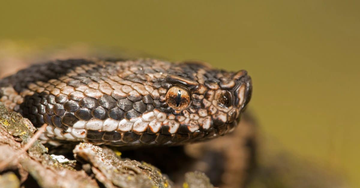Asp viper (Vipera aspis) on a rock, Liguria, Italy. Males are usually gray with a slight zig-zag pattern of darker colors on their backs.