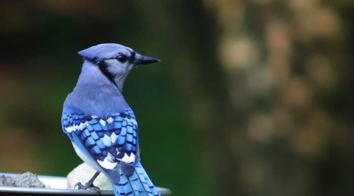 Scopri 11 uccelli blu in Georgia
