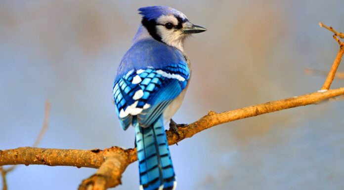 Simbolismo e significato degli animali Blue Jay Spirit
