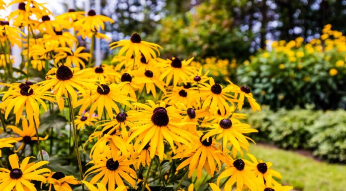 Purple flowers of Italian Asters Granat Fall Aster