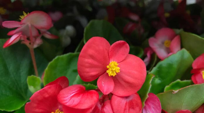 5 fiori annuali per ombra
