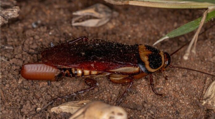 scarafaggio australiano
