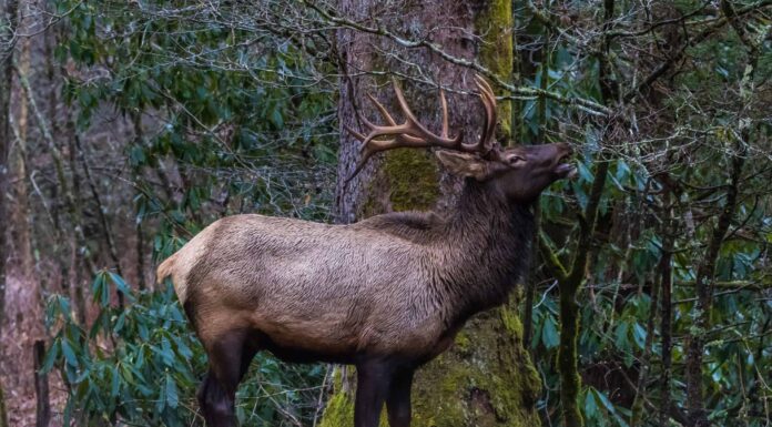 Denti di alce: tutto ciò che devi sapere
