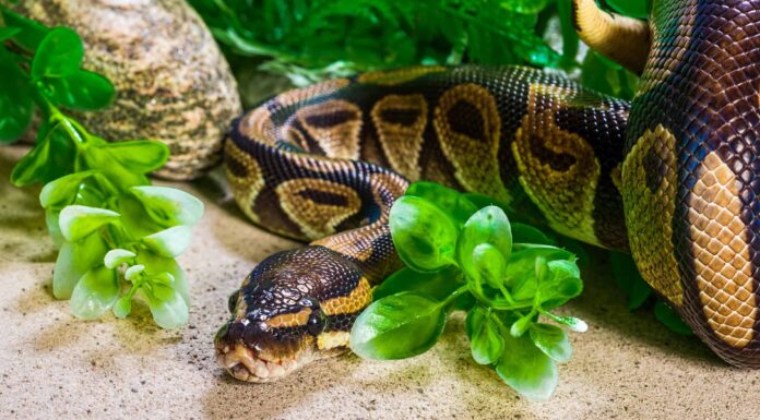 Denti di pitone birmano
