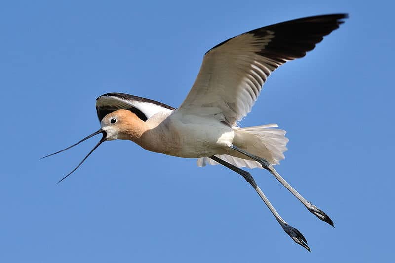 Avocetta