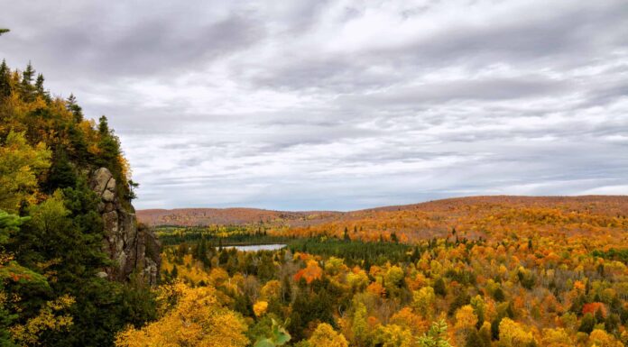 Perché le foglie cambiano colore in autunno?

