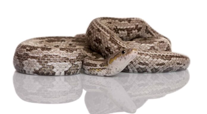 Il serpente di topo di Baird
